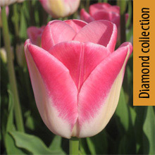 Diamond