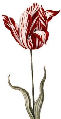 Flower Flower